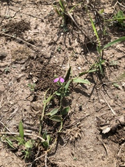 Rhinotropis nitida tamaulipana