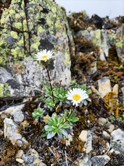 Celmisia angustifolia