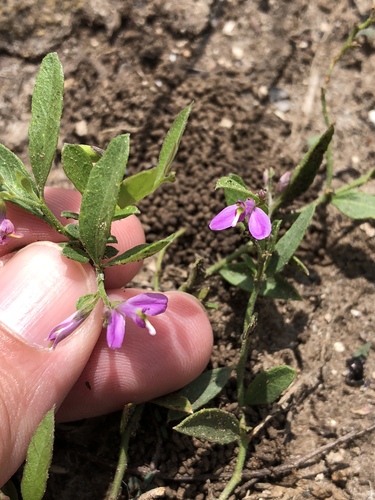 shining milkwort (Polygala nitida var. goliadensis)