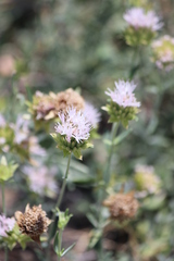 Monardella odoratissima