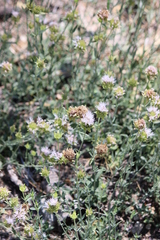 Monardella odoratissima