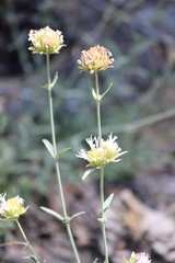 Monardella odoratissima