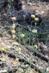 Monardella odoratissima