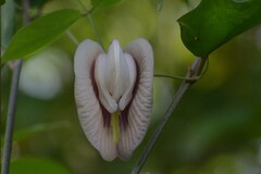 Centrosema pubescens