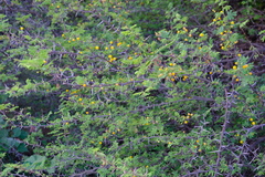 Vachellia tortuosa