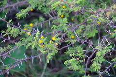 Vachellia tortuosa