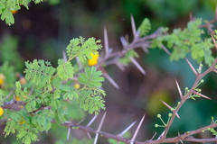 Vachellia tortuosa