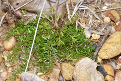Lechea tenuifolia