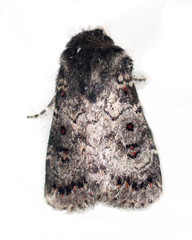 Proteuxoa rubripuncta