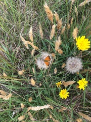 Lycaena 'canterbury common copper'