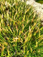 Oreobolus pectinatus