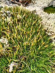 Oreobolus pectinatus