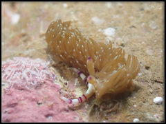 Pteraeolidia semperi