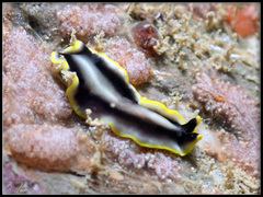 Pseudoceros paralaticlavus