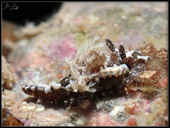 Goniodoris joubini