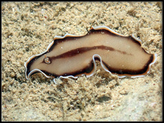 Callioplana