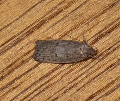Acantholena