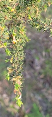 Pultenaea hispidula