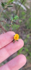 Pultenaea hispidula
