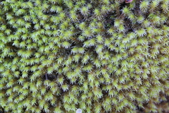 Hedwigia stellata