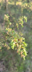 Pultenaea hispidula