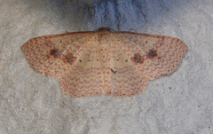 Epicyme rubropunctaria