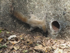 Callosciurus erythraeus styani