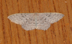 Idaea philocosma