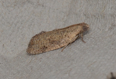 Meritastis