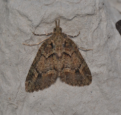 Microdes haemobaphes