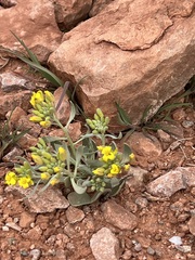 Physaria chambersii