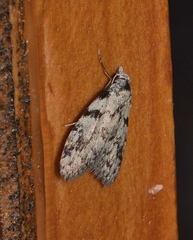 Nola melanogramma