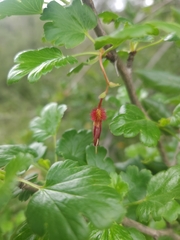 Ribes californicum