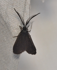 Pollanisus lithopastus