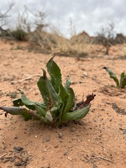 Rumex hymenosepalus