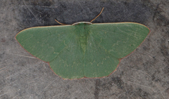 Prasinocyma semicrocea