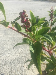 Phytolacca americana rigida