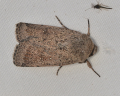 Proteuxoa leptochroa