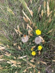 Lycaena 'canterbury common copper'