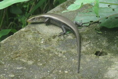 Eutropis multifasciata
