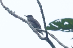Contopus fumigatus