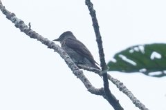 Contopus fumigatus