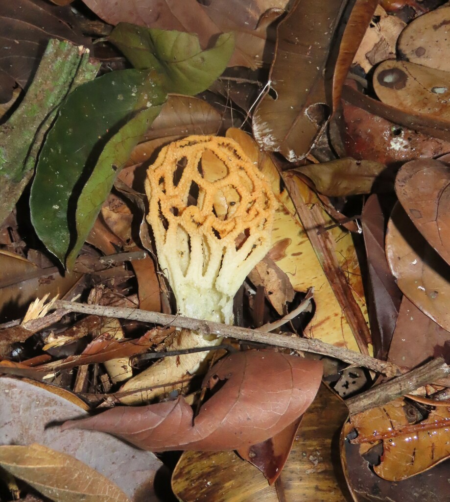 Clathrus chrysomycelinus · January 2023 · photo: © climbing_fern (iNaturalist, cc-by)