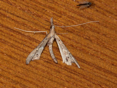 Tineodes adactylalis