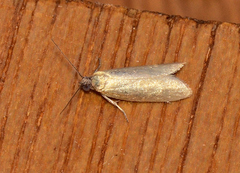 Tortrix concolorana