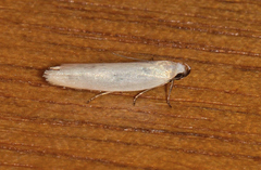 Xyloryctidae