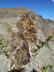 Cirsium eatonii