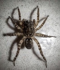 Paratrochosina amica