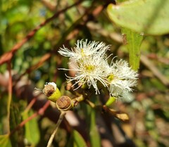 Eucalyptus loxophleba