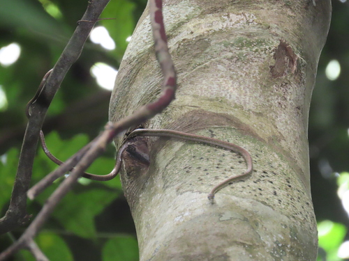 Oliver's Parrot Snake